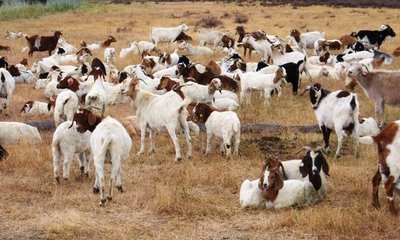 Goats in fields of Google