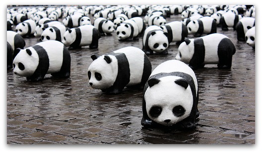lots of pandas