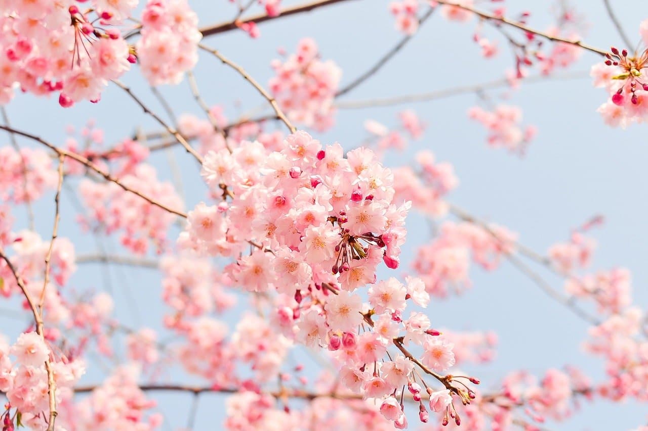 Cherry blossom in full bloom