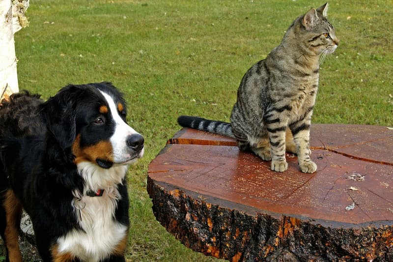 猫と犬