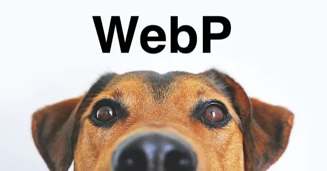 🐶WebP