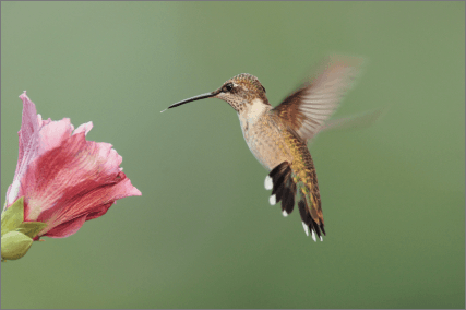 ハミングバード・Hummingbird